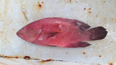 Doğu Akdeniz'de ilk kez görüldü