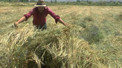 Ot biçerken tarlada bakın ne buldu