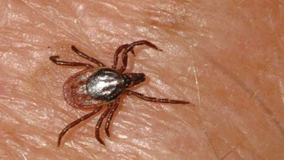 Genç çiftçi kene kurbanı