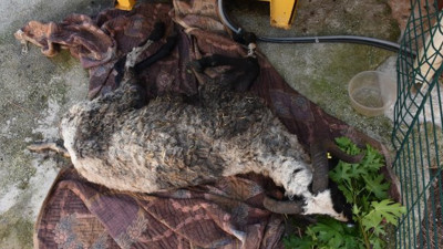 Kurbanlık koçu konteynerde bulup ölümden kurtardılar ama... Mezbaha kayıtlarına göre o koç 2 yıl önce kesilmiş