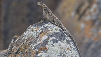 Nadir görülen türlerdendi… Iğdır’da görüntülendi