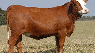 En farklı Kurban Bayramı için hazırlıklar başladı: Kurban kesecekler bu detaylara dikkat