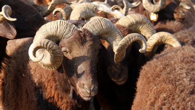 Kurban Bayramı için dudak uçuklatan cezalar