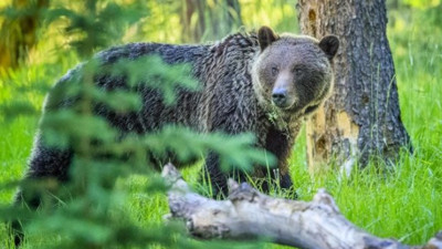 İtalya'da ölüm cezasına çarptırılan ayı için kampanya