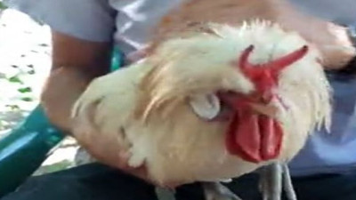 Şeytan boynuzlu horoz şaşkınlık yaratıyor