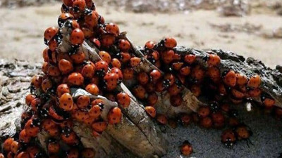 Yunanistan'dan geldiler Trakya'yı sardılar! Melek yüzlüler ama can yakıyorlar