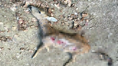 Vurduğu karacayı köpeğine parçalattı