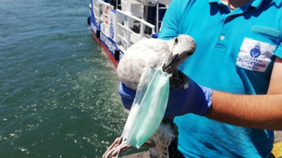 Martının boynuna cerrahi maske dolandı