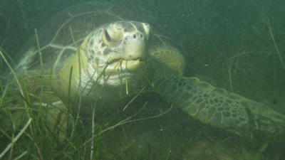 13 yıl sonra ilk kez görüldü