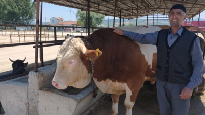 1 ton 100 kiloluk tosun, 25 bin liraya satıldı