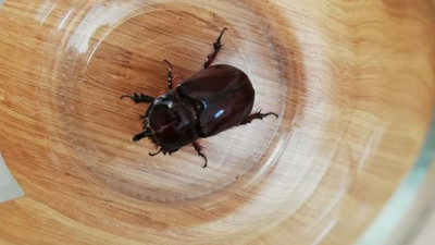 Flaş... Gergedan böceği toplayanlara 73 bin lira ceza kesilecek