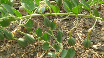 “Zararlı bitki” diye söküp atmayın, kilosu tam 20 lira