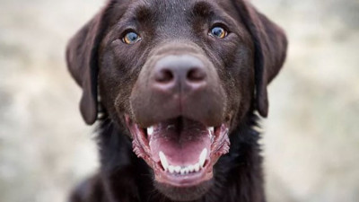 9 yıl bebek sahibi olmayı bekleyen çiftin ikizlerini köpek parçaladı