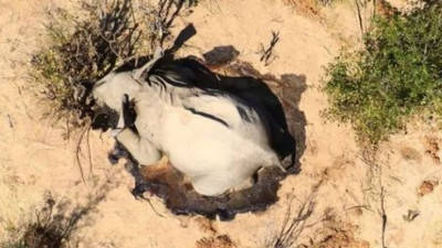 350 filin gizemli ölümü araştırılıyor