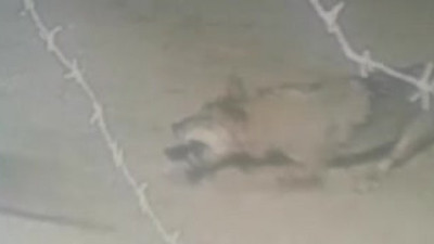 Kurtların, tavşan kovalama anı kamerada