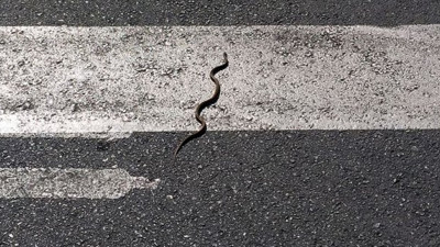 Uzman isimden açıklama geldi: Yılanlar gerçekten deprem habercisi mi?