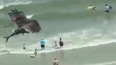 Kartal pençeleriyle köpek balığını böyle avladı