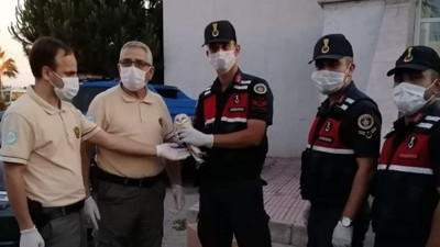 Peçeli baykuşa jandarma sahip çıktı