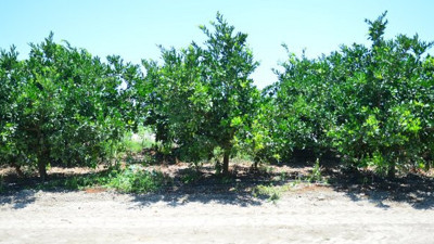 Şimdi de buraya göz diktiler