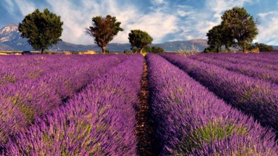 Faydaları saymakla bitmiyor: Baş ağrısını geçiriyor, sinek ve böcekleri yok ediyor