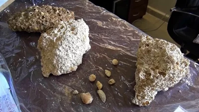 Muş'ta bulundu: Tam 50 milyon yıl öncesine ait