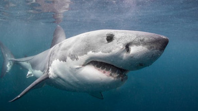 Köpek balığı genç dalgıcı parçaladı