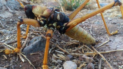 25 santimlik çekirge korku saçıyor