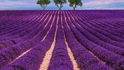 Baş ağrısına ve uykusuzluğa şifa oluyor