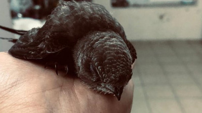 Kur'an-ı Kerim'de geçen kuşu itfaiye kurtardı