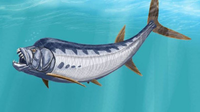 6 metrelik balık fosili şaşkına çevirdi