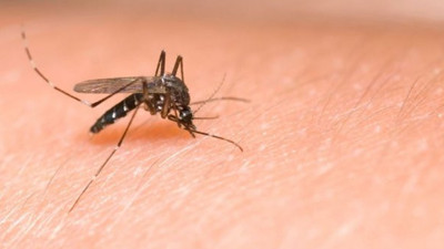 En tehlikeli taşıyıcı sivrisinek; maske, mesafe, temizlik üçlemesine sinek ilacı da ekleyin