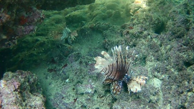 Buyurun buradan yakın: Dünyanın en zehirli balığı Türkiye'de