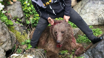 Ayı vuran avcıya işkence suçlaması