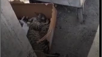 İstanbul'da vahşet: Yavru kedileri topluca öldürdüler