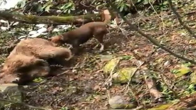 Vurduğu yavru ayıya köpeklerini saldırmıştı! Vicdansız 5 yıl hapisle yargılanacak