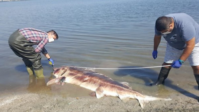 2 ölü Mersin balığı daha kıyıya vurdu
