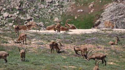 13 bin lira için öldürülecekler: Dağ keçilerinin öldürülmesine hayır