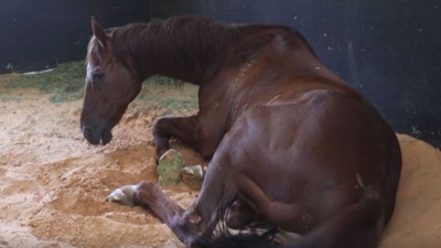 Kraliçe 2. Elizabeth de bilgilendirildi! Yarış atlarına işkence