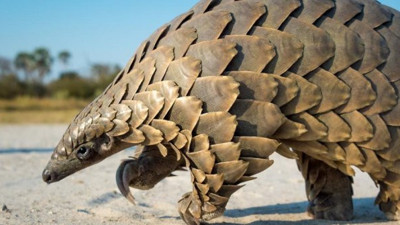 Yeni salgınlara davetiye! Merkez üssü Myanmar olacak