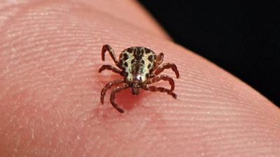 Tüyler ürperten kene açıklaması: Korona virüs kene vakalarını artırdı