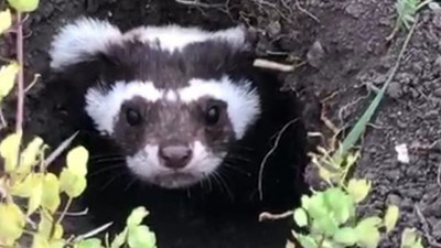 Ardahan'da görüntülendi
