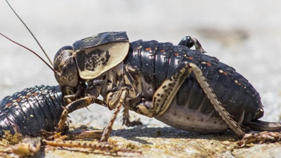 Dünyada sadece Türkiye’de var, Yamyam çekirge işte böyle görüntülendi, bu olay ilk kez oluyor