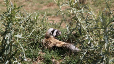 Aksaray’da görüntülendi, nesli tükeniyor