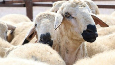 Kurbanlık hayvan seçerken dikkat edilmesi gerekenler, Kurban seçerken nelere dikkat edilmeli?