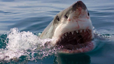 Çocuğunu köpek balığının ağzından aldı