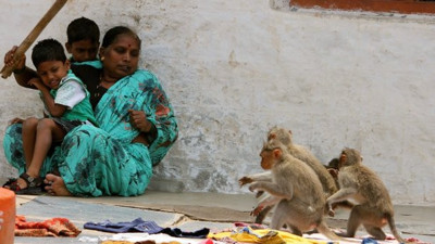 Maymunlar anne ile 4 çocuğunu öldürdü