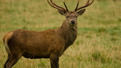 “Kim bu cinayete dur diyecek?” demiştik… Eskişehir’deki geyik katliamına mahkeme ‘dur’ dedi
