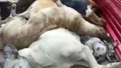 Kan donduran iddia! Bunu yapanlar insan olamaz, can dostlarını diri diri gömdüler