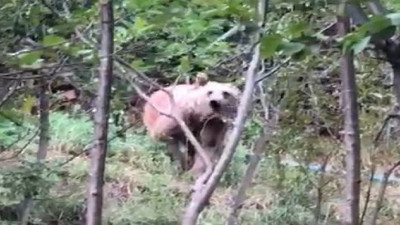 Ayı korkusundan sokağa adım atamıyorlar