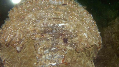 Marmara’da denizin dibinde bulundu, dalgıçlar dondu kaldı